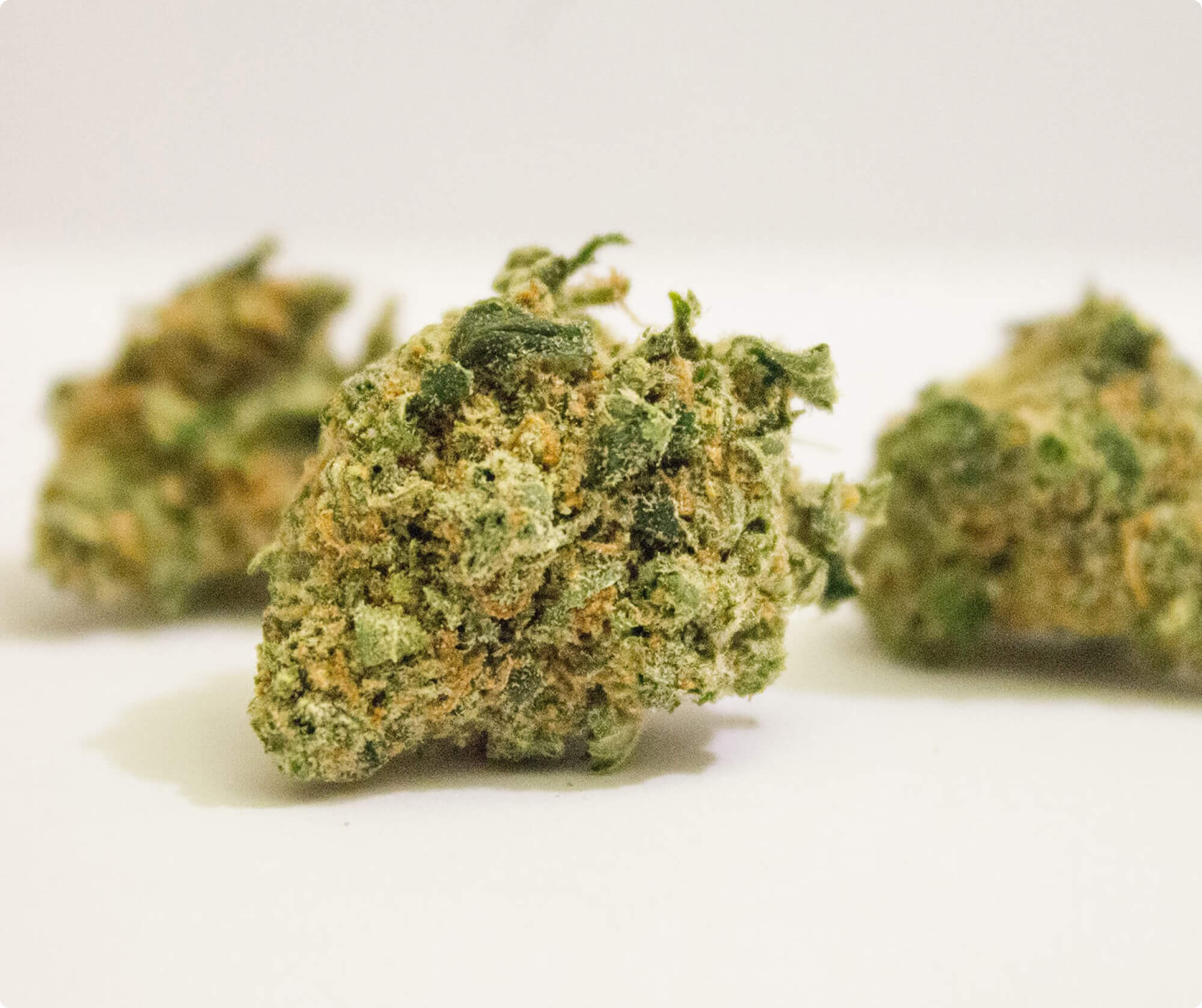 Source photograph: Lemon Skunk